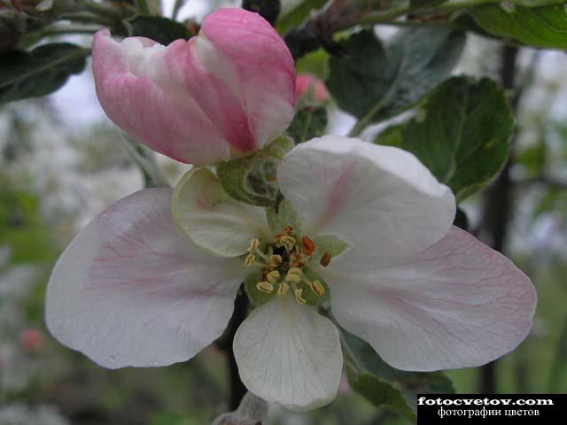 Цветы яблони