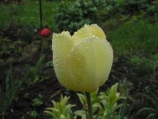 Желтый тюльпан после дождя