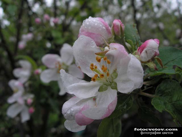 Цветение яблони