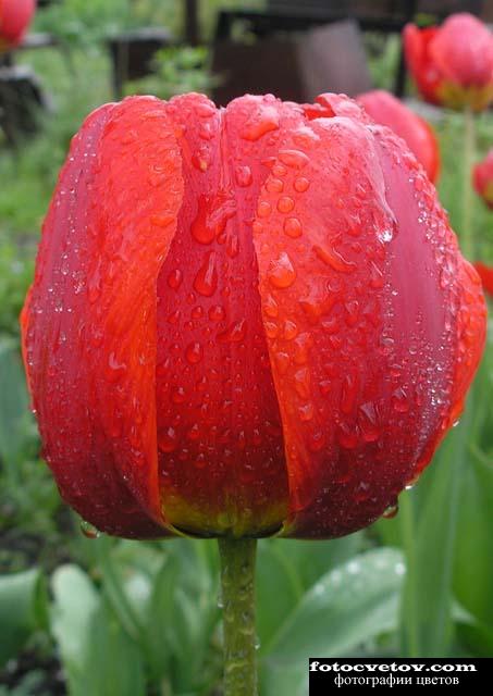 Тюльпан под дождем