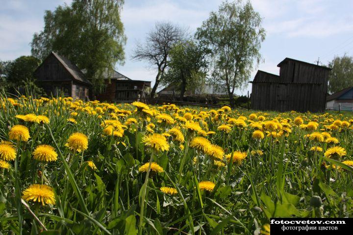 Одуванчиковое поле