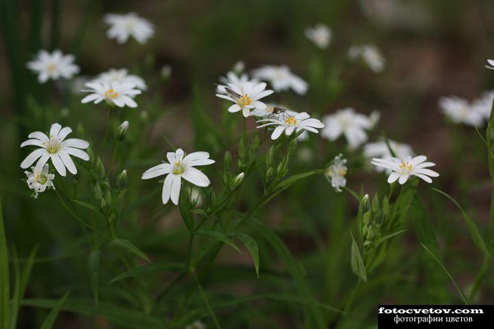 Нежные белые цветы