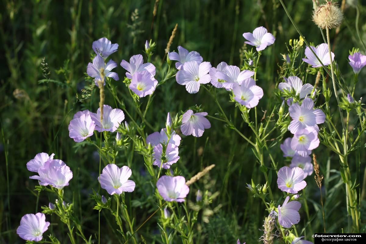 Linum usitatissimum