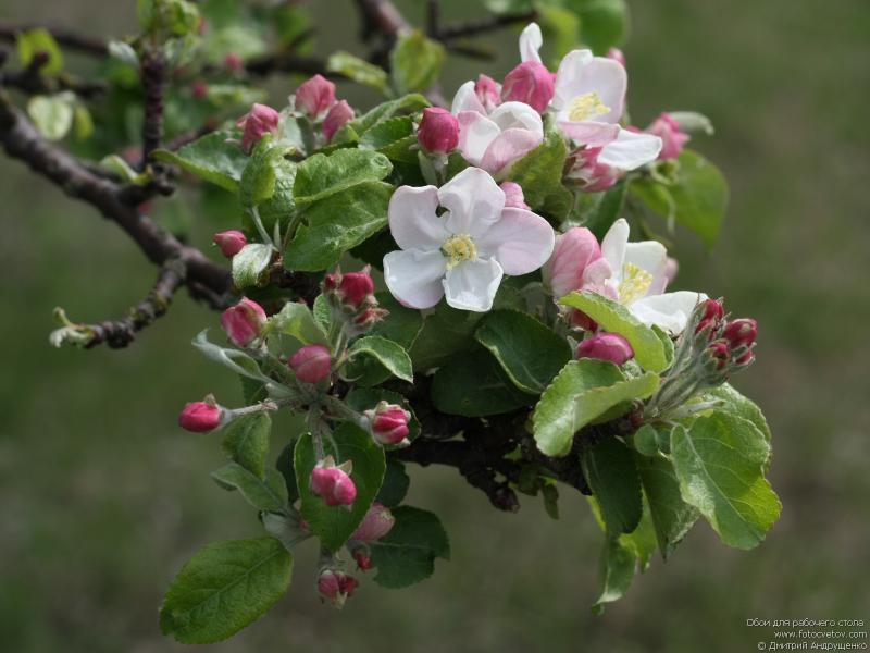 Цвет яблони