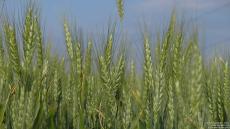 Колоски пшеницы на фоне неба