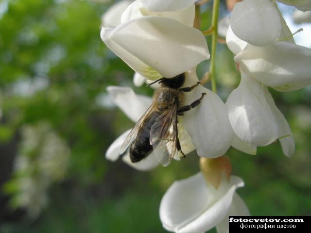 Белая акация угощает пчелу