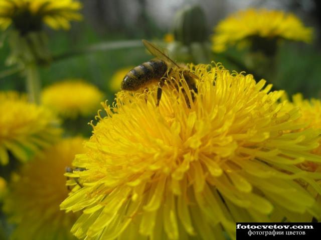 Пчела собирает нектар на одуванчике