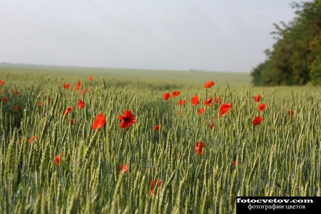 Красные маки в зеленой пшенице