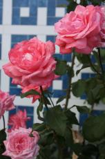 Пахучие розовые розы