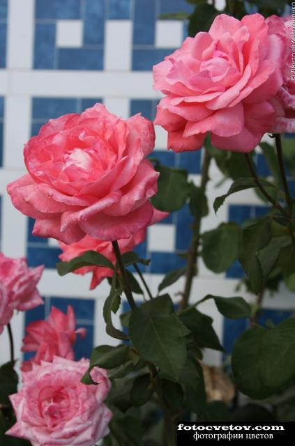 Пахучие розовые розы