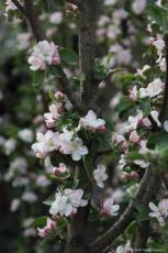 Фото яблони в цвету