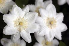 Белое чудо и  доставка цветов Житомир