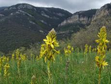 Необычные цветы в горах