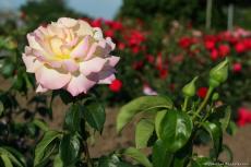 Нежно-розовая роза