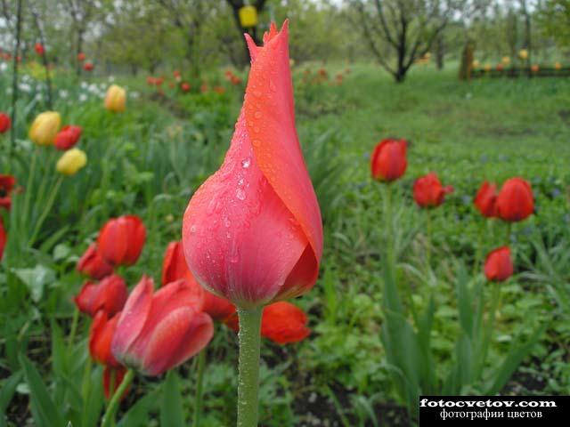 Красный тюльпан после дождя