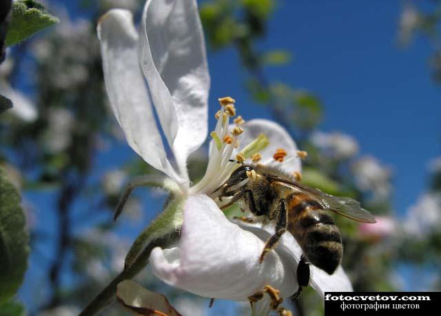 Пчела на цветке яблони