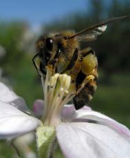 Пчела с медом на яблоне