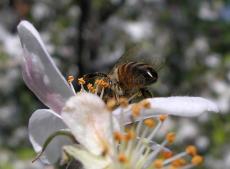 Пчела на цветке