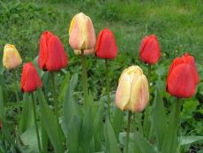 Весенние тюльпаны