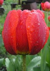 Тюльпан под дождем