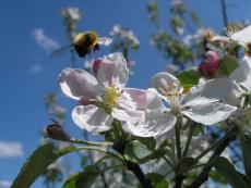Пчела в полете над яблоней