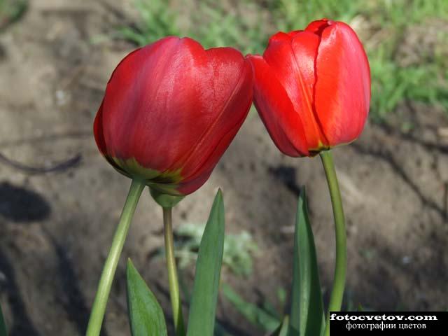 Красные тюльпаны
