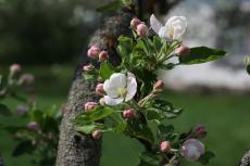 Весеннее цветение яблони