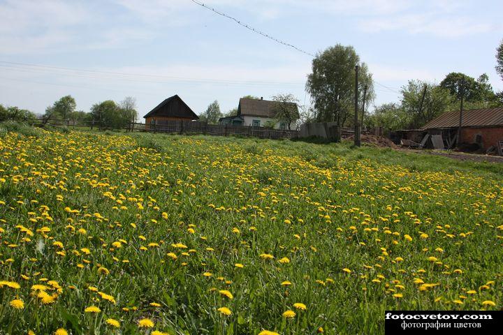 Рассадник одуванчиков