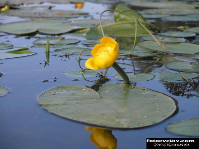 Желтая водяная лилия