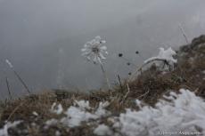 flowers in frost