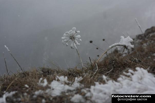 flowers in frost