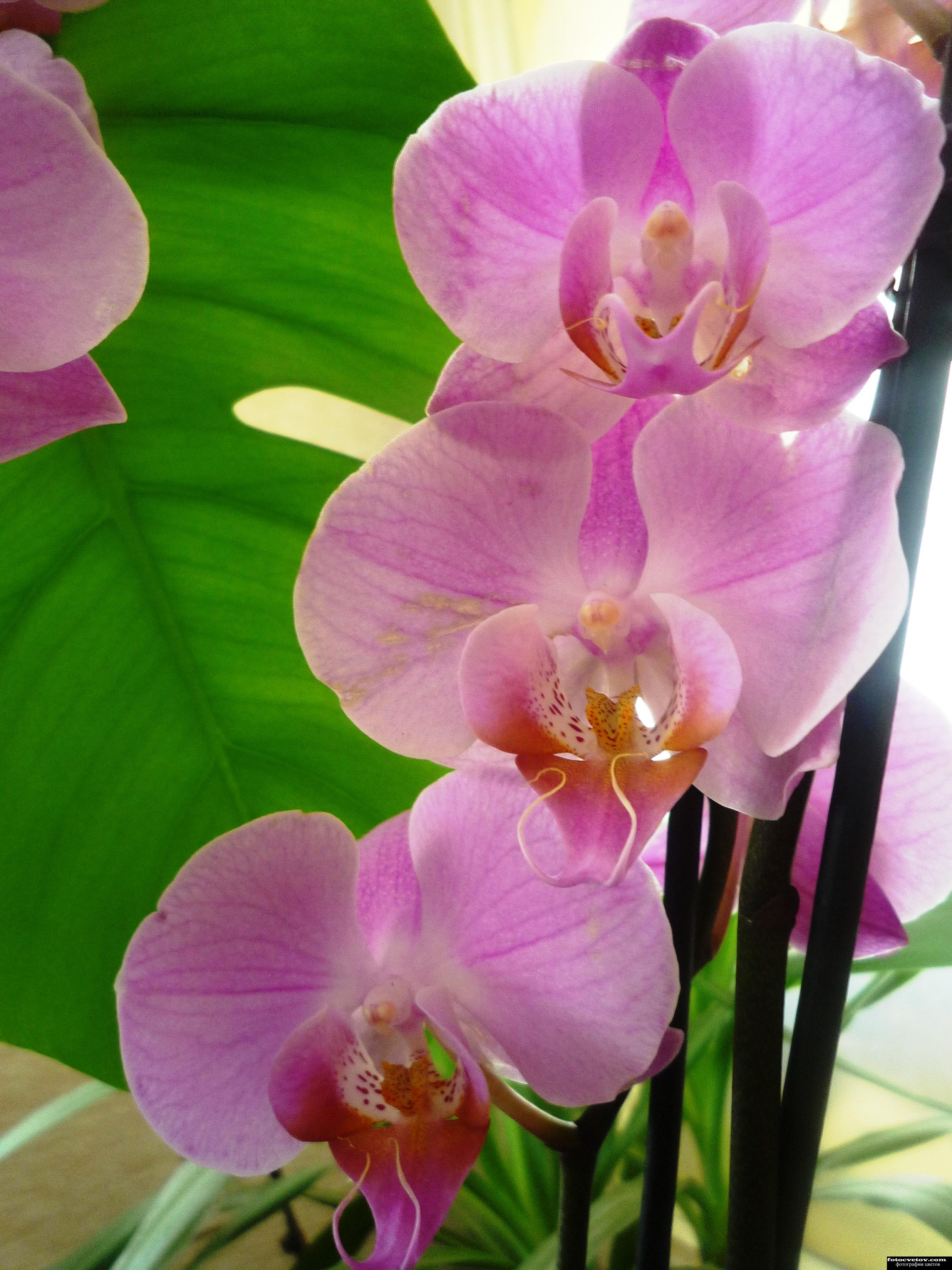 Цветущие орхидеи