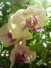 Красивый цветок - Фаленопсис