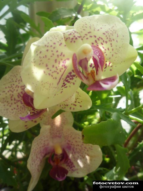 Красивый цветок - Фаленопсис