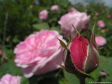 Бутон чайной розы