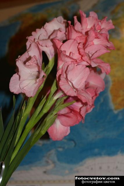 Букет розовых гладиолусов