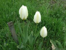 Трио белых тюльпанов
