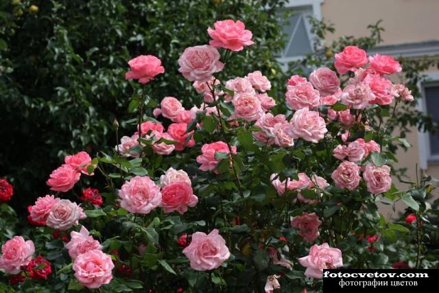 Куст розовой махровой розы