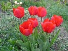 Куст красных тюльпанов