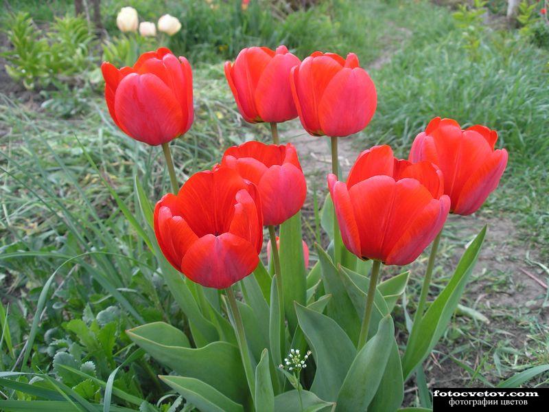 Куст красных тюльпанов