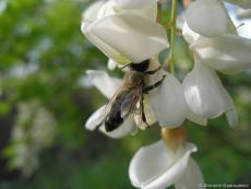 Пчела-трутовик на акации
