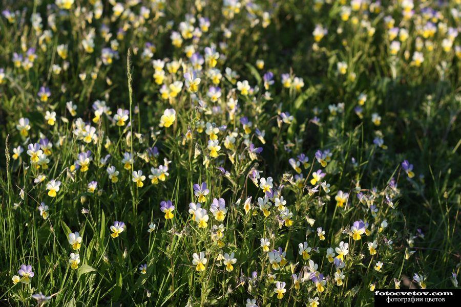 Viola tricolor