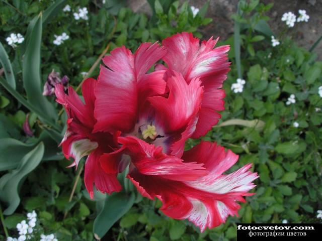 Махровый красно-белый тюльпан