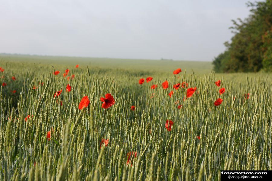 Красные маки в зеленой пшенице