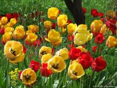 Желтые и красные тюльпаны в клумбе