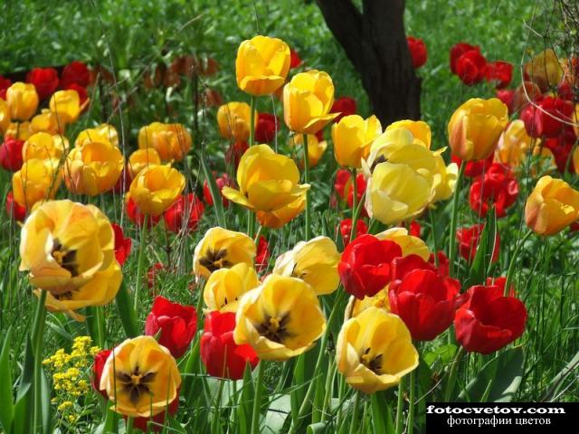 Желтые и красные тюльпаны в клумбе