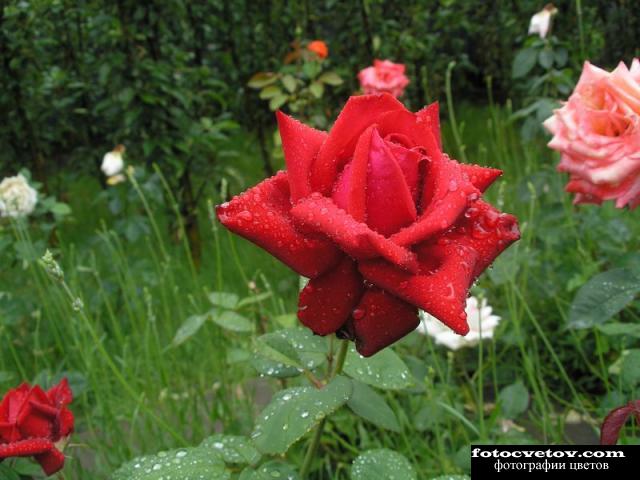 Красивая садовая роза