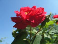Алая роза - символ любви
