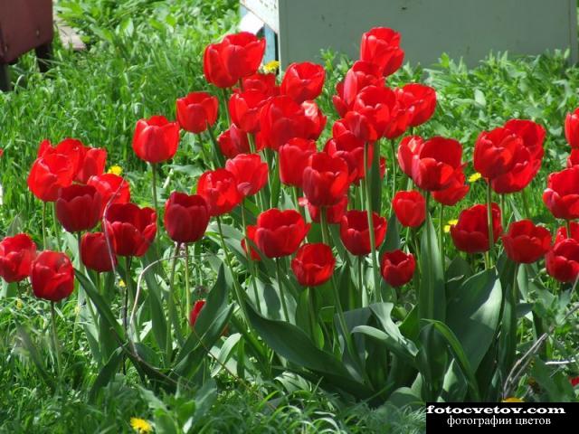 Клумба с красными тюльпанами
