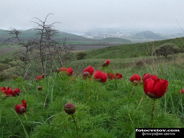Цветы в Крыму